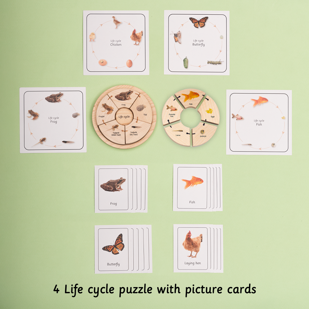 life cycle puzzle set contains 4 life cycle puzzle with picture cards