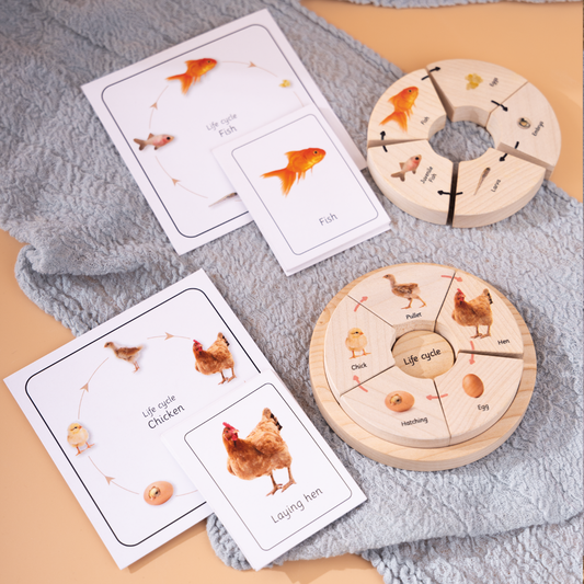 Wooden life cycle puzzles for fish and chicken with matching cards to teach the stages of their life cycles.