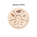 life cycle puzzle set has life cycle of butterfly , fish , frog and chicken
