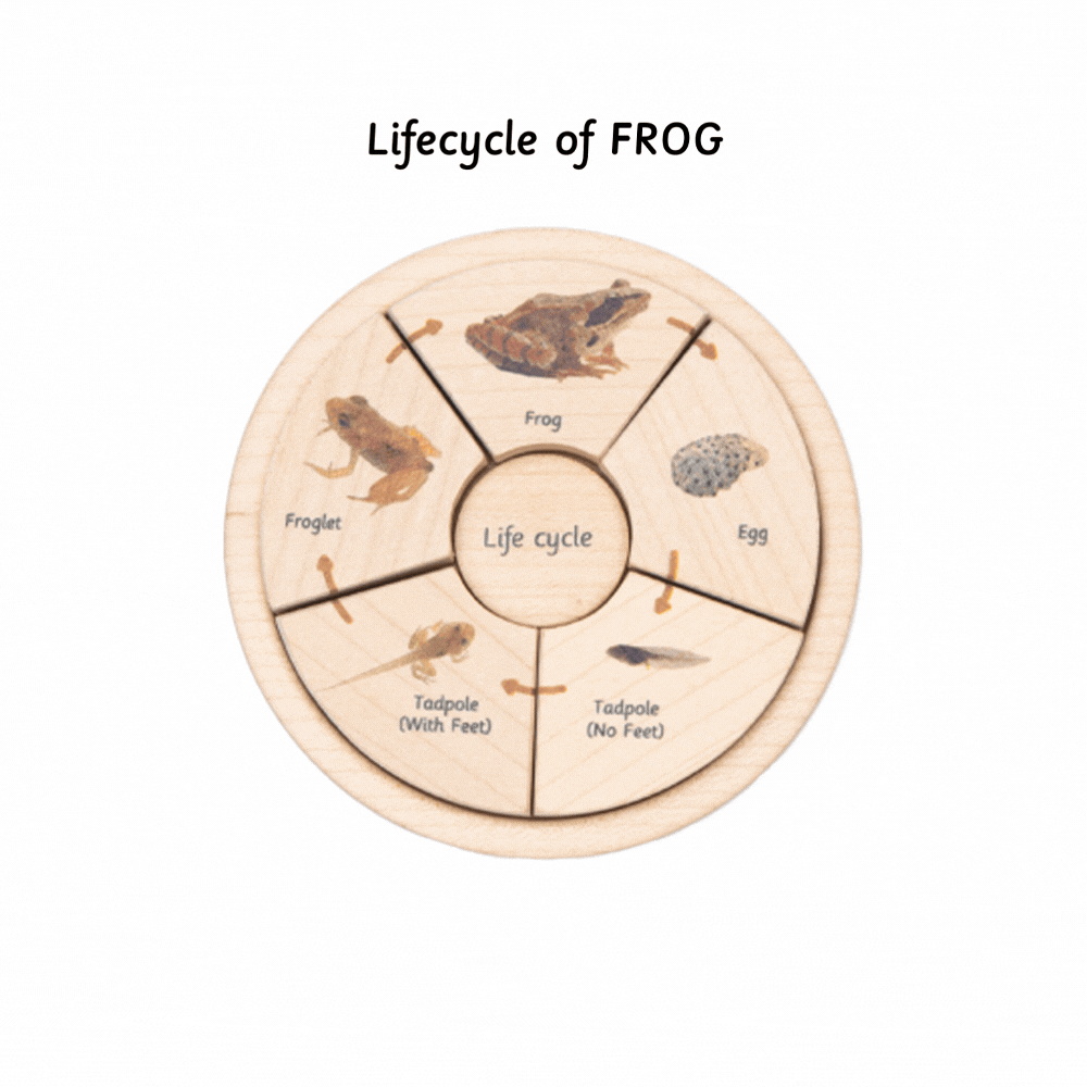 life cycle puzzle set has life cycle of butterfly , fish , frog and chicken