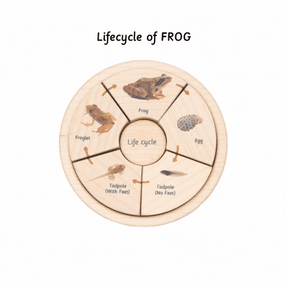 life cycle puzzle set has life cycle of butterfly , fish , frog and chicken
