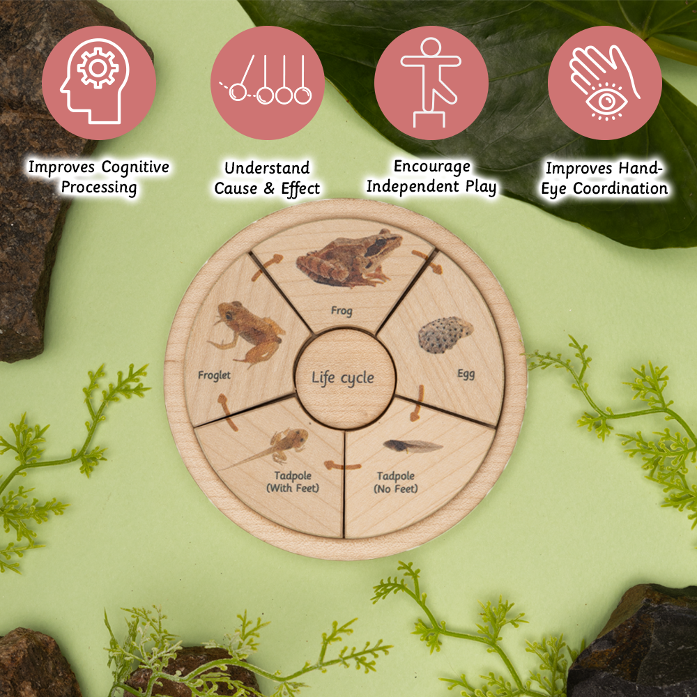 Wooden life cycle puzzle enhances cognitive processing, teaches cause & effect, encourages independent play, and improves hand-eye coordination.




