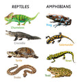 Beautifully handcrafted wooden rattles featuring vibrant reptile and amphibian illustrations—designed to be eco-friendly, lightweight, and thoughtfully made to engage toddlers through simple, purposeful play.