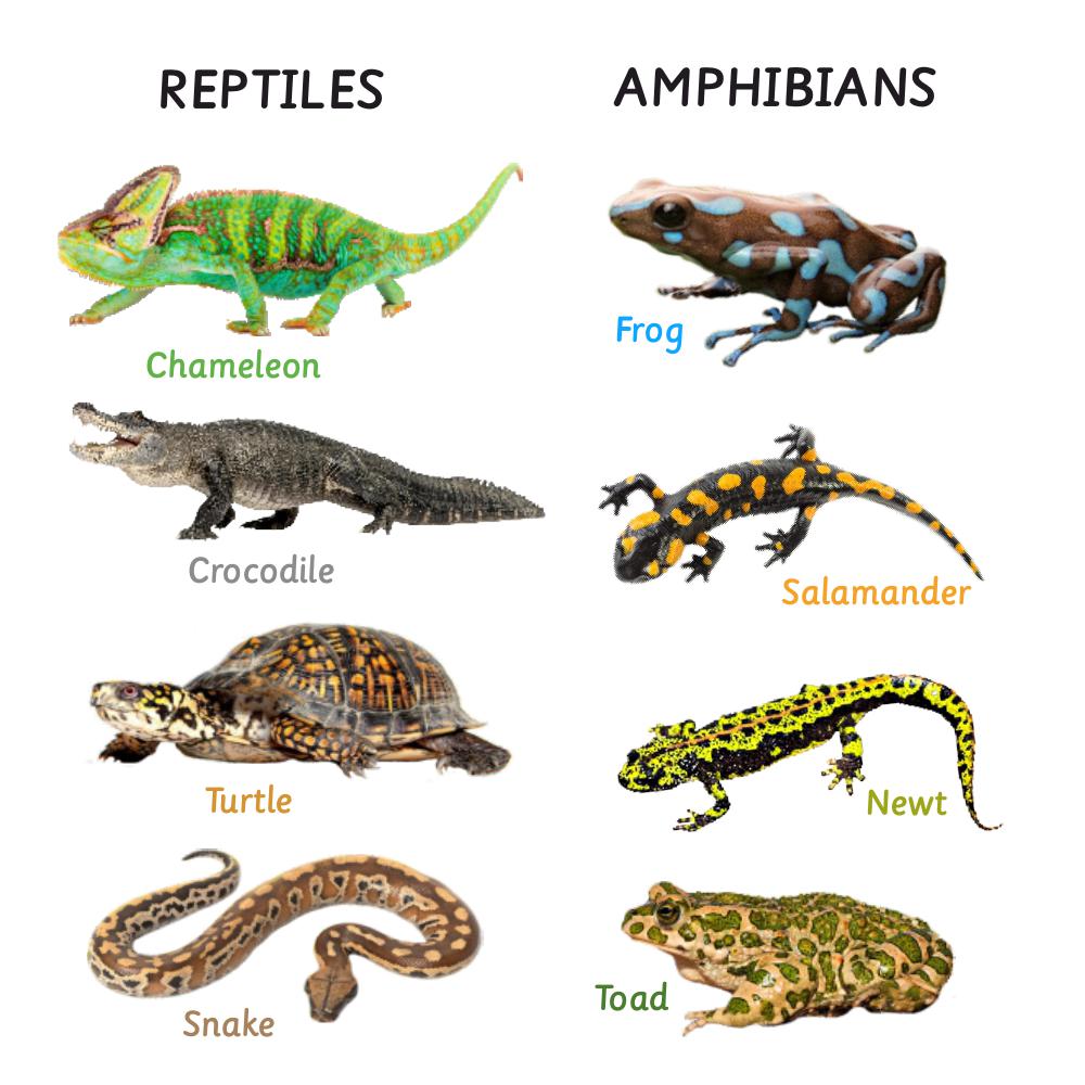 Beautifully handcrafted wooden rattles featuring vibrant reptile and amphibian illustrations—designed to be eco-friendly, lightweight, and thoughtfully made to engage toddlers through simple, purposeful play.