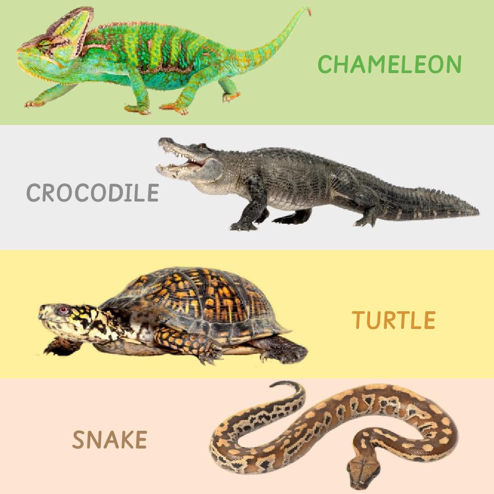 Rotating Puzzle - Reptiles