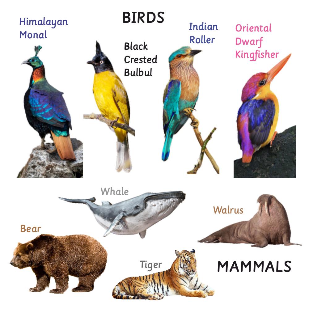Rotating Puzzles - Classification of Animals(set of 6)